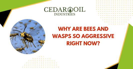 Why are bees and wasps so aggressive right now?