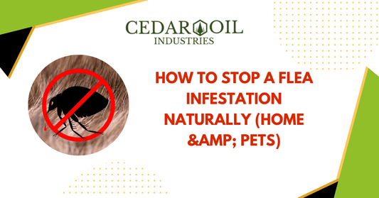 How to Stop a Flea Infestation Naturally (Home & Pets)