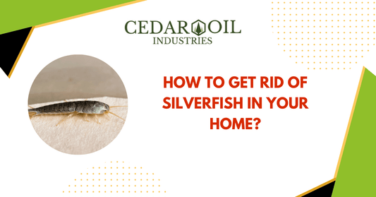 How to Get Rid of Silverfish in Your Home?