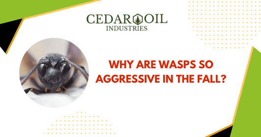 Why are wasps so aggressive in the fall?