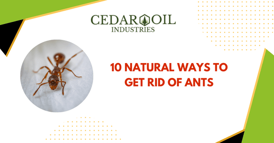10 Natural Ways to Get Rid of Ants
