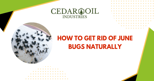 How To Get Rid of June Bugs Naturally