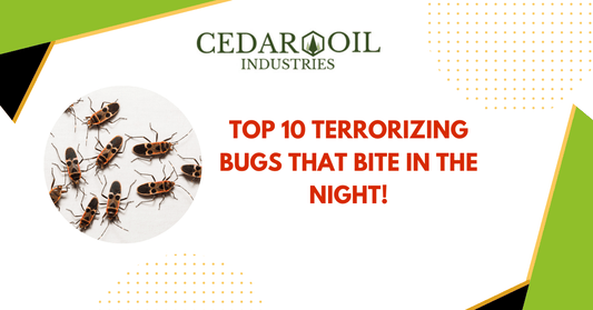 Top 10 terrorizing bugs that bite in the night!