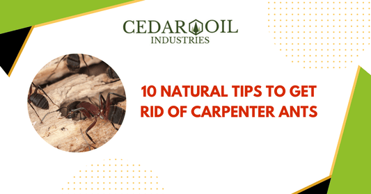 10 Natural Tips to Get Rid of Carpenter Ants