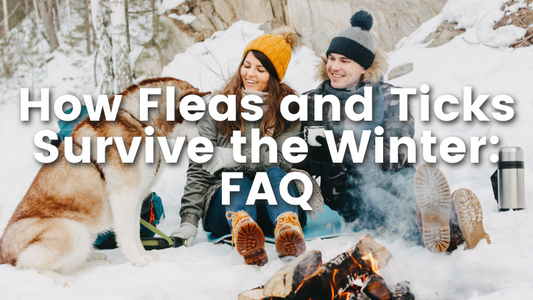Cedar Oil Store blog post image, how fleas and ticks survive the winter: FAQ