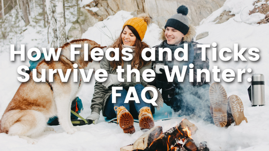 how fleas and ticks survive the winter: FAQ