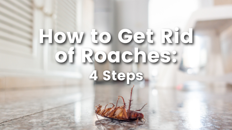 10 Effective Ways to Get Rid of Roaches and Keep Them Out