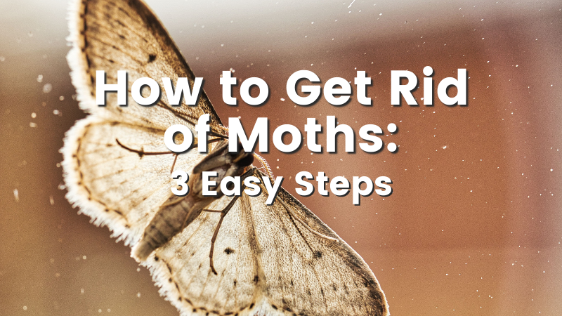 How to Get Rid of Moths: 8 Ways, Plus Prevention Tips