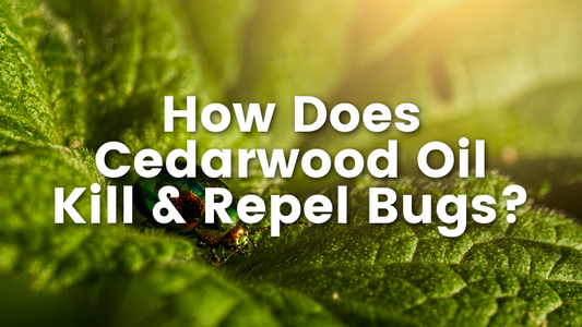 How Does Cedarwood Oil Kill & Repel Bugs
