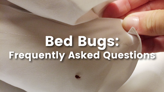 bed bugs