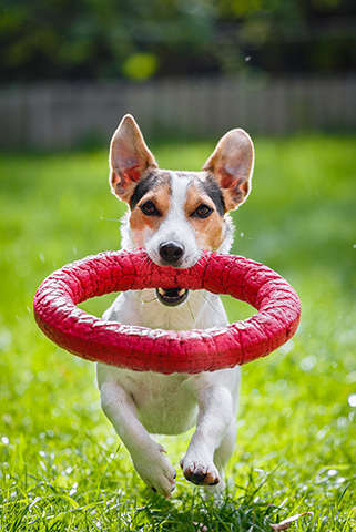 jack russell terrier running with toy