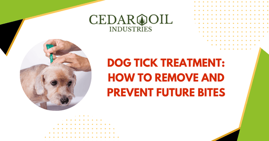 Dog Tick Treatment: How to Remove and Prevent Future Bites