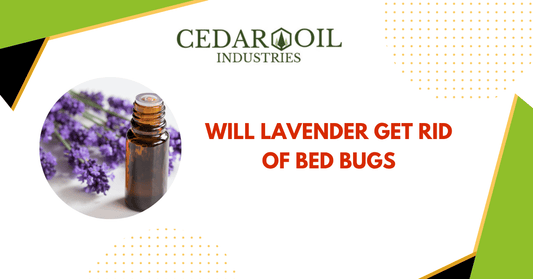 Will Lavender Get Rid Of Bed Bugs
