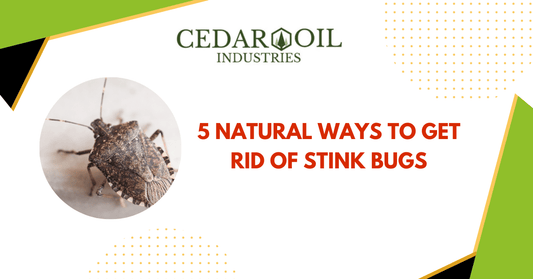 5 Natural Ways to Get Rid of Stink Bugs