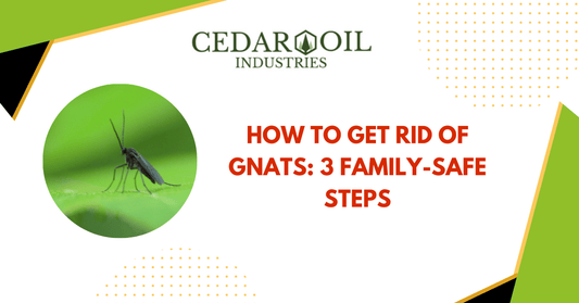 How to Get Rid of Gnats: 3 Family-Safe Steps