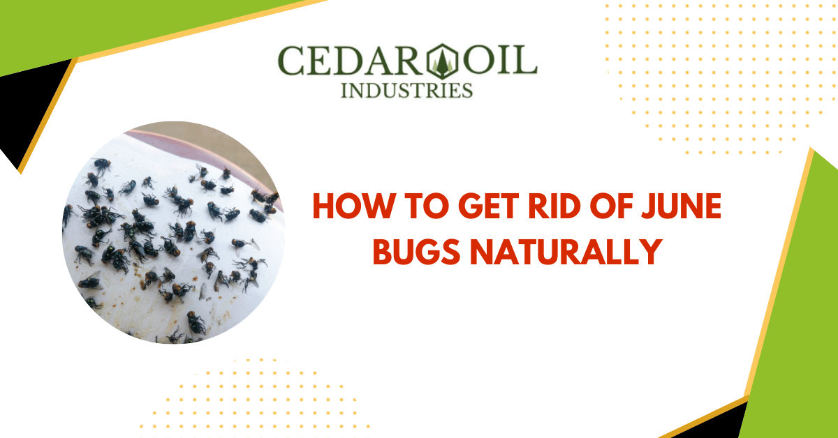 How To Get Rid of June Bugs Naturally – Cedar Oil Store