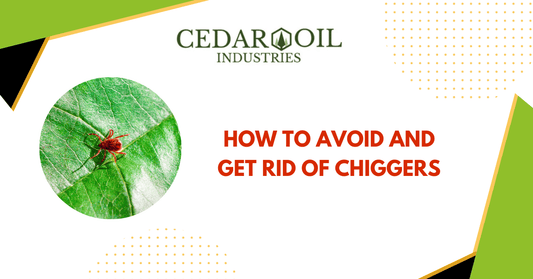 How To Avoid And Get Rid of Chiggers