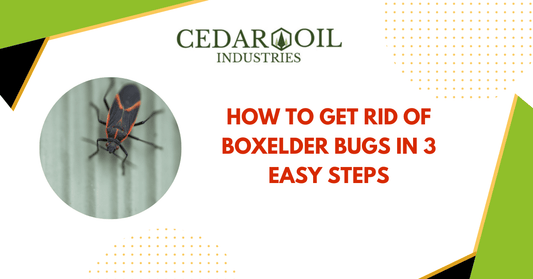 How to Get Rid of Boxelder Bugs in 3 Easy Steps