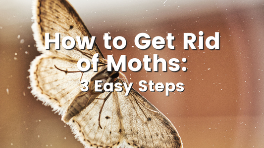 Cedar oil store blog image, How to get rid of moths: 3 easy steps