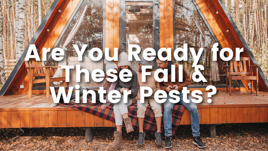 Cedar oil store blog image, are you ready for these fall & winter pests?