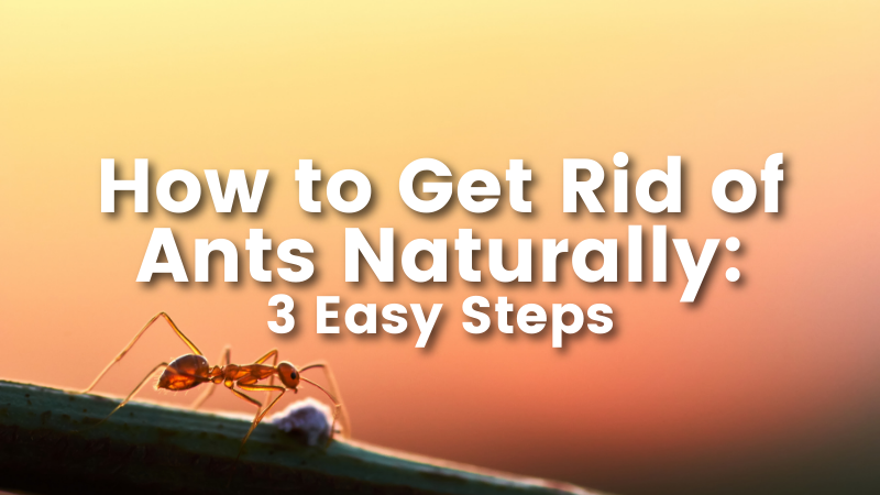 Cedar oil store blog post image, How to Get Rid of Ants Naturally: 3 easy steps