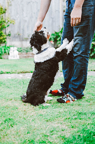 Dog in a backyard