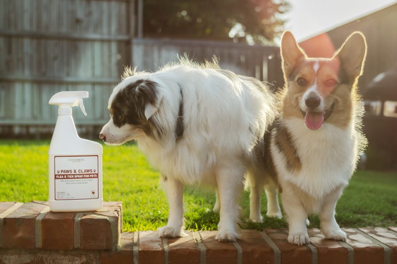 Dog shop protection spray