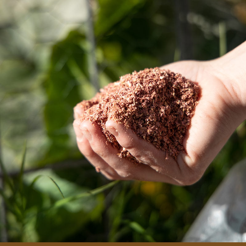 Hand holding Cedar Granules insect repellent in a garden setting