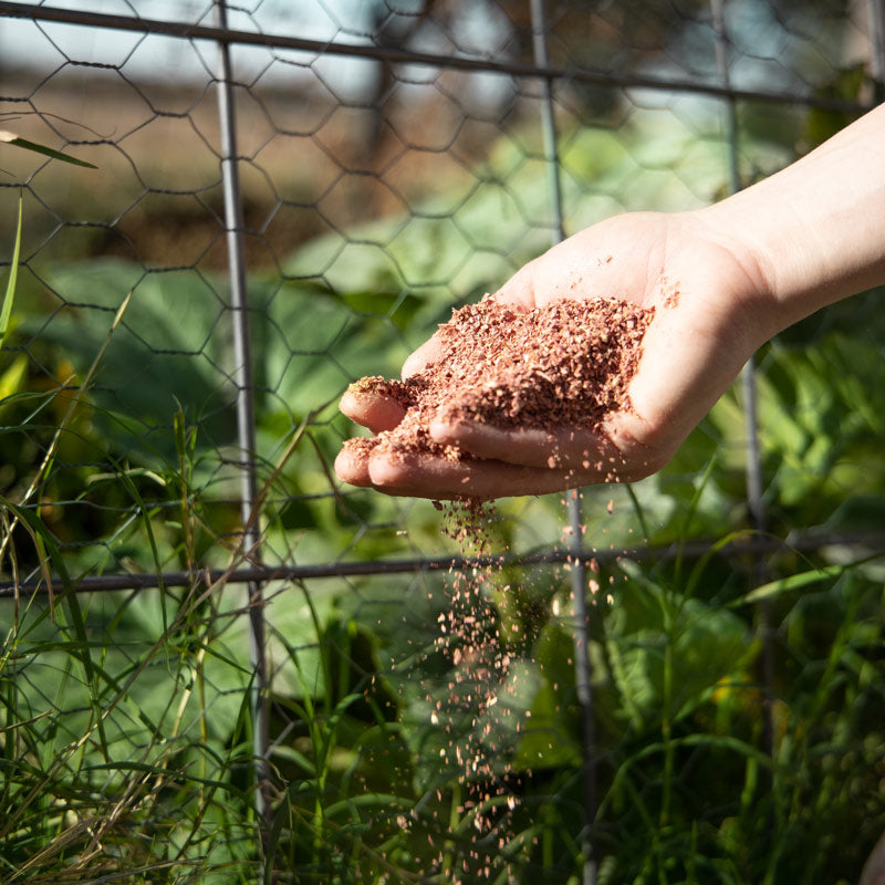Hand sprinkling Cedar Granules insect repellent in a garden