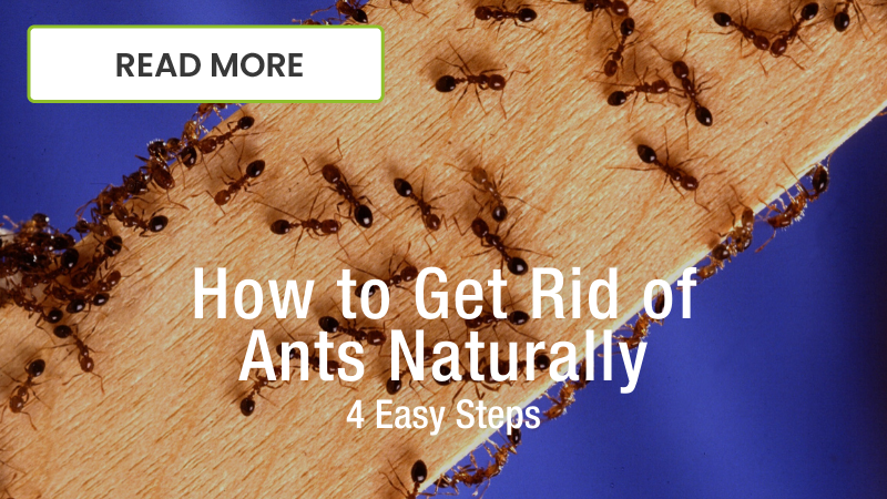 How to Get Rid of Fleas Naturally