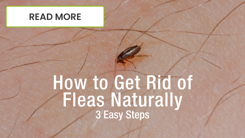 How to Get Rid of Fleas Naturally
