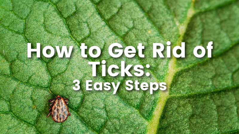 How to Get Rid of Ticks: 3 Easy Steps