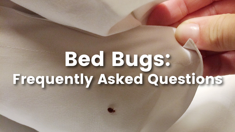 bed bug store