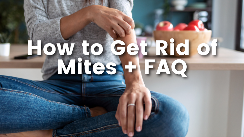 How to Get Rid of Mites & FAQ