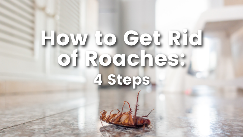 How to Get Rid of Roaches: 4 Steps